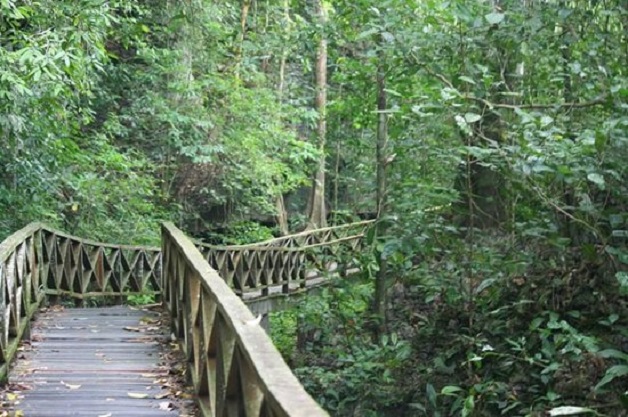 Niah Jungle Trail